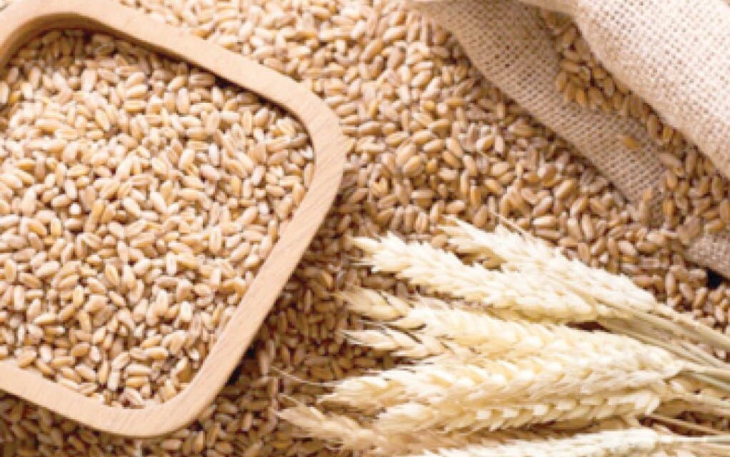 Nigeria unveils programme to cut 7mt annual wheat import – Daily Trust