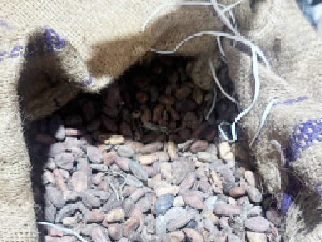 Firm pushes to revive Nigeria’s cocoa industry with 45,000mtt – Daily Trust