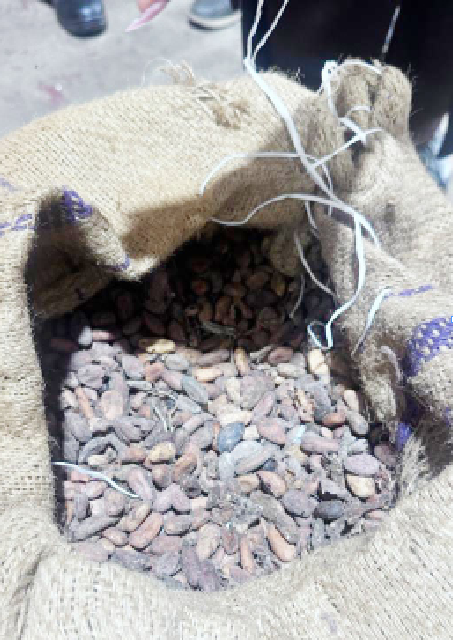 Firm pushes to revive Nigeria’s cocoa industry with 45,000mtt – Daily Trust