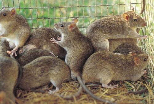 Nigeria records 268 Lassa fever deaths as fatality rate rises to 23.6%