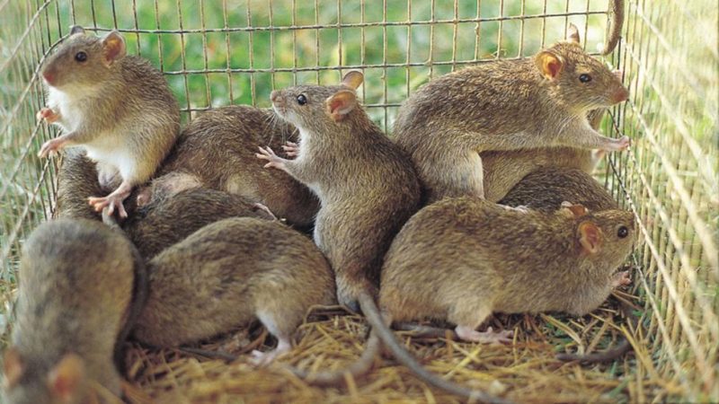 Nigeria records 268 Lassa fever deaths as fatality rate rises to 23.6%