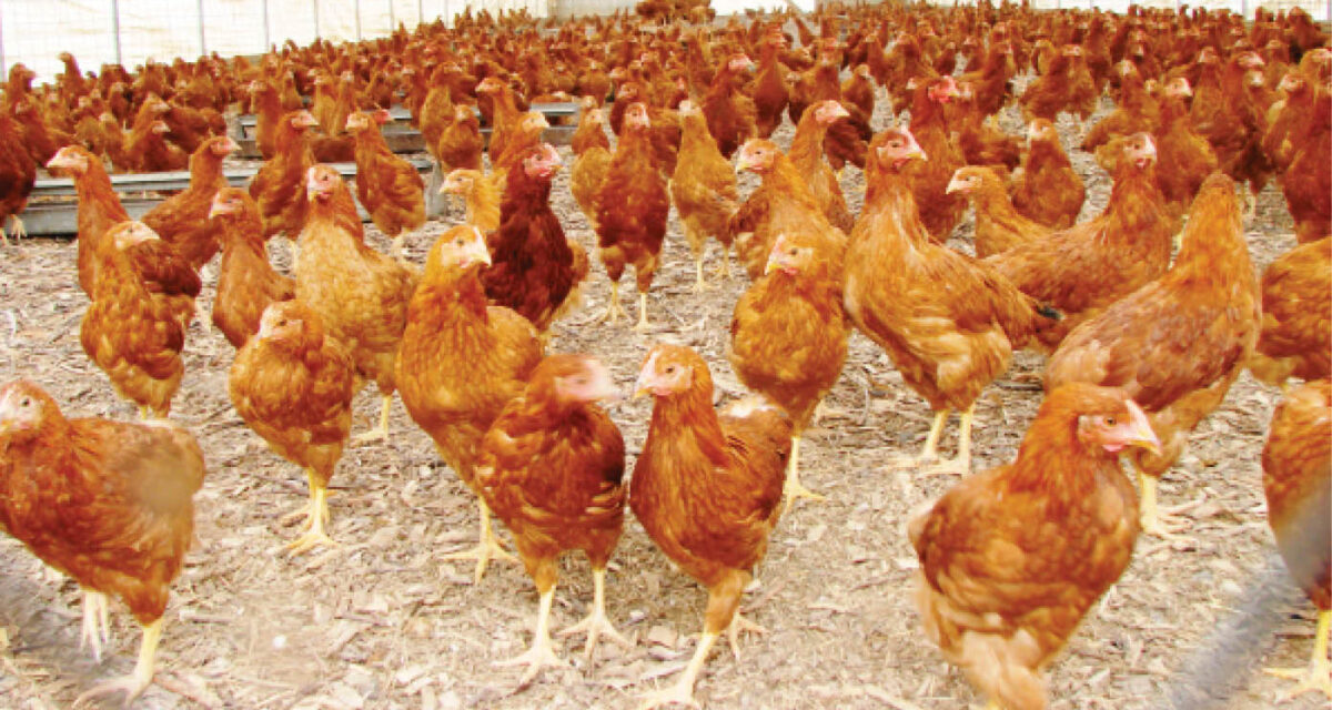 400 youths trained in poultry production, livestock management – Daily Trust