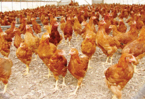 400 youths trained in poultry production, livestock management – Daily Trust