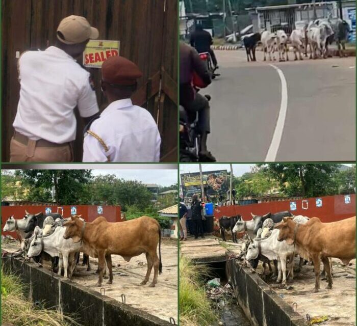Oyo Seals Feather-Processing Facility Over Offensive Odour, Impounds 13 Cows