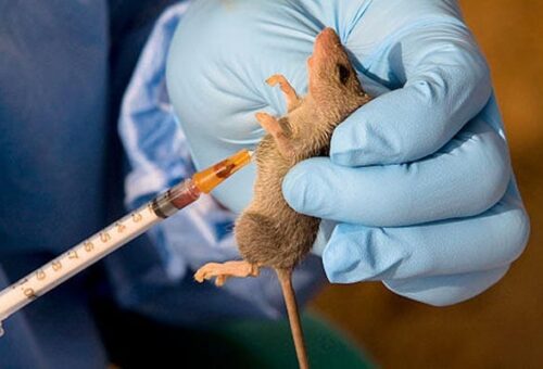 NCDC records 259 Lassa fever deaths, 1,104 confirmed cases in 2026