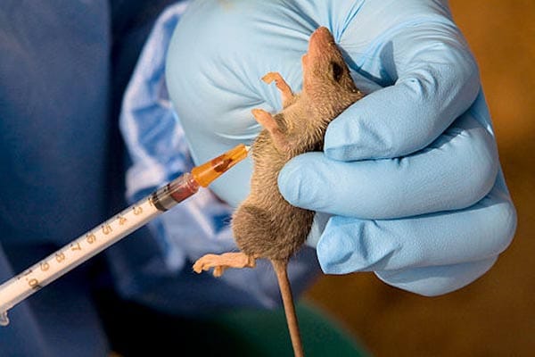 Lassa fever spreads across 119 LGAs as death toll hit 268 – Daily Trust