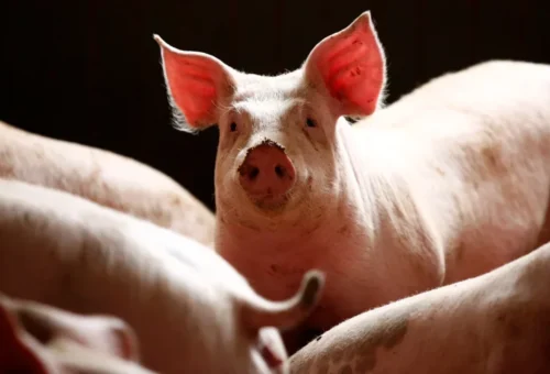 Ogun Govt Cautions Pig Farmers On Swine Fever Outbreak